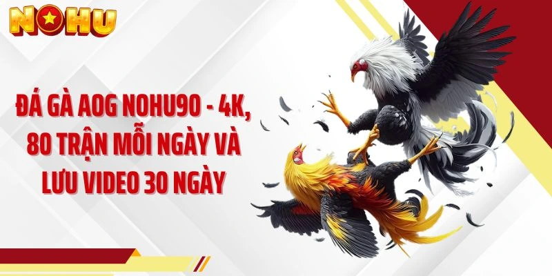 Đá Gà AOG NOHU90 - 4K, 80 Trận Mỗi Ngày Và Lưu Video 30 Ngày
