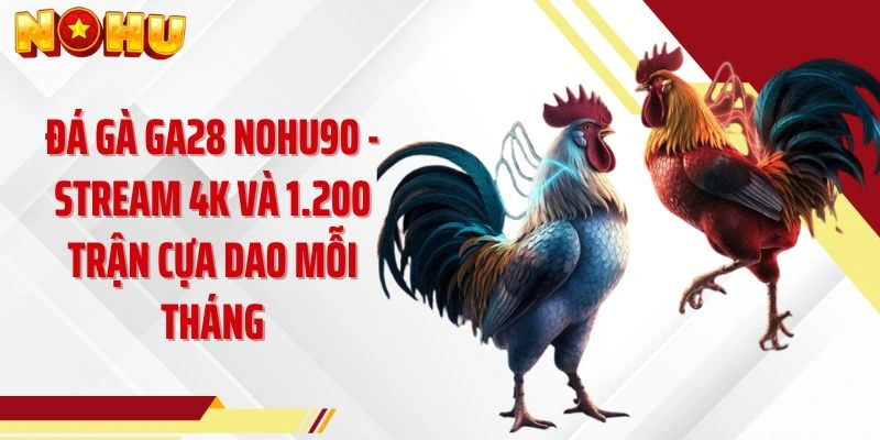 Đá Gà GA28 NOHU90 - Stream 4K Và 1.200 Trận Cựa Dao Mỗi Tháng