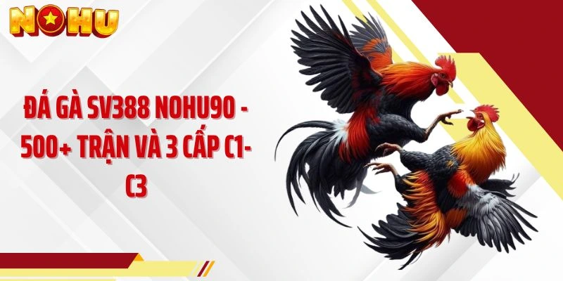 Đá Gà SV388 NOHU90 - 500+ Trận Và 3 Cấp C1-C3