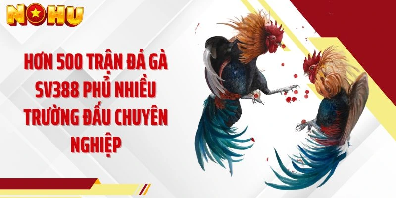 Hơn 500 trận đá gà SV388 phủ nhiều trường đấu chuyên nghiệp