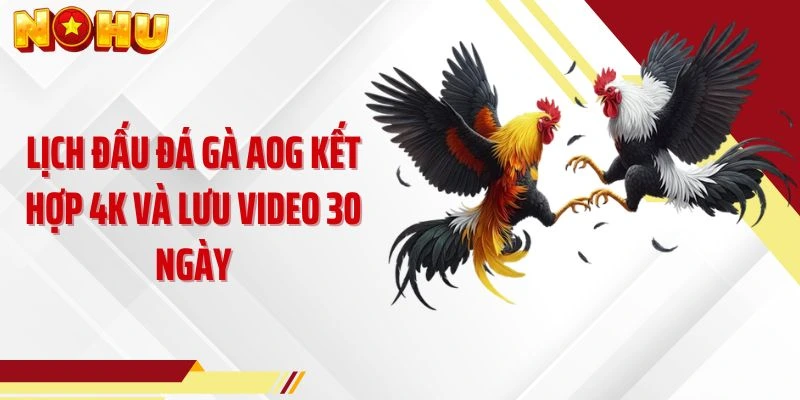 Lịch đấu đá gà AOG kết hợp 4K và lưu video 30 ngày