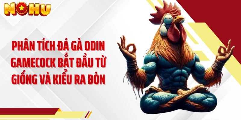 Phân tích đá gà ODIN Gamecock bắt đầu từ giống và kiểu ra đòn