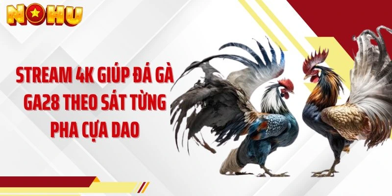 Stream 4K giúp Đá gà GA28 theo sát từng pha cựa dao