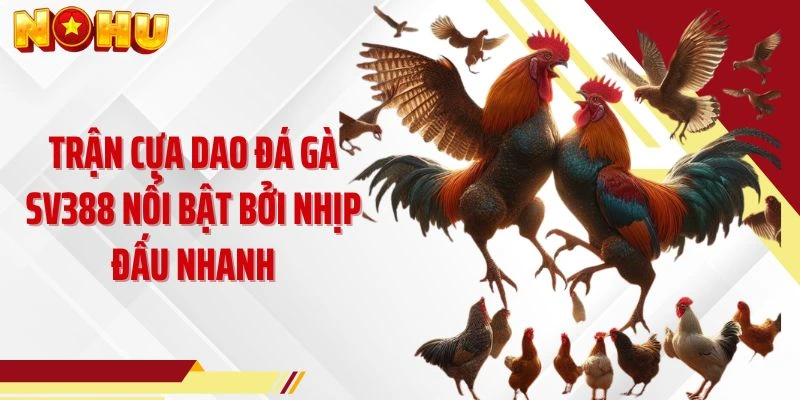Trận cựa dao đá gà SV388 nổi bật bởi nhịp đấu nhanh